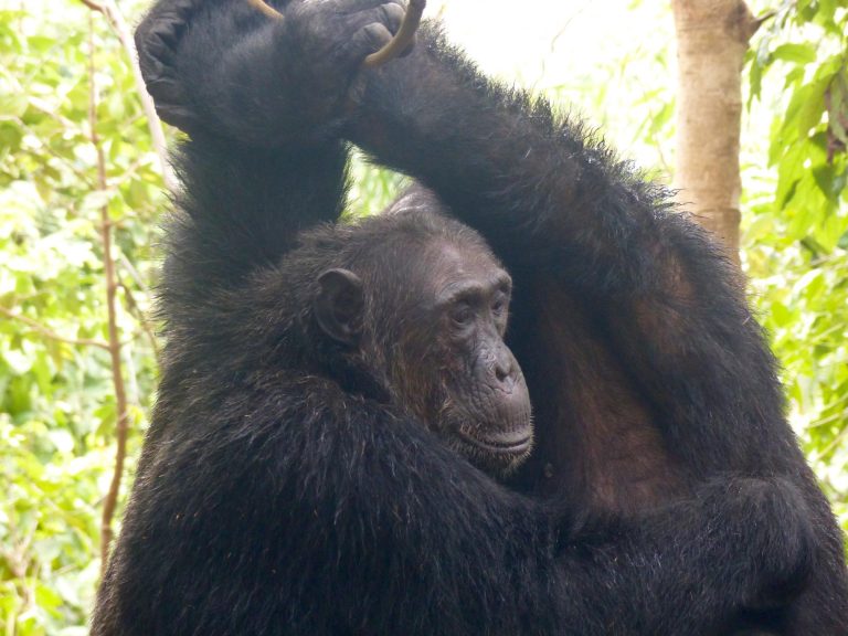 Adult chimpanzee scratching head with raised arm, Mahale Mountains National Park, Tanzania