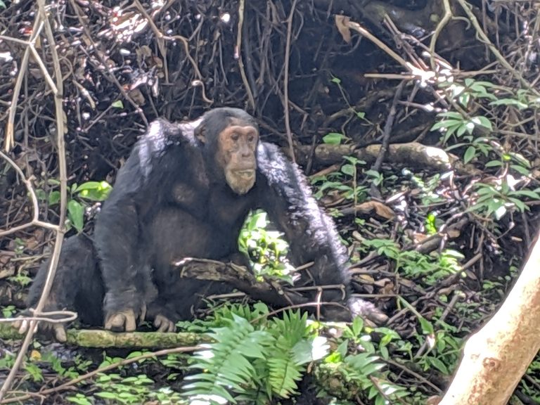 Adult chimpanzee sitting among tangled vines, Mahale Mountains National Park, Tanzania