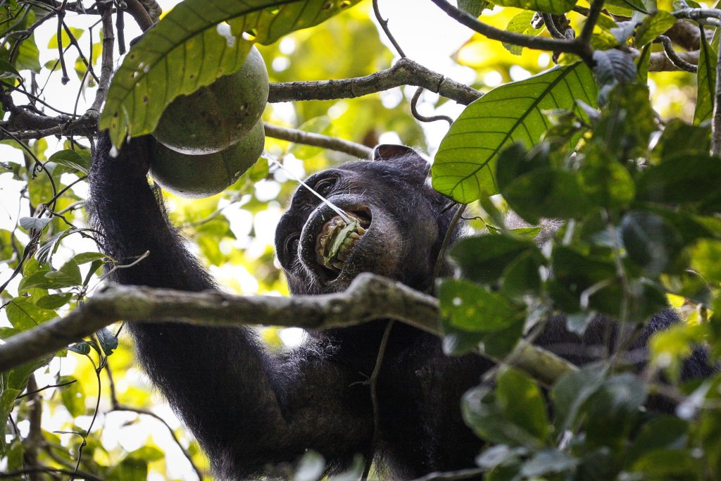 Chimpanzee eating green fruit high in tree, Mahale Mountains National Park, Tanzania