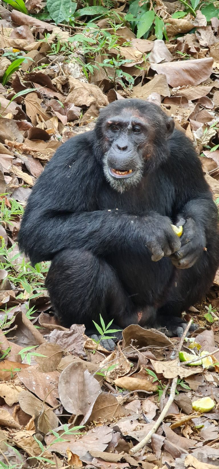 Chimpanzee sitting on leaf litter holding fruit, Mahale Mountains National Park, Tanzania
