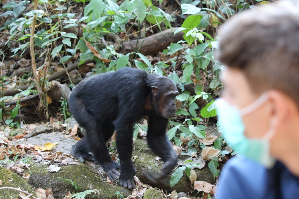 Chimpanzee walking past masked trekker, Mahale Mountains National Park, Tanzania