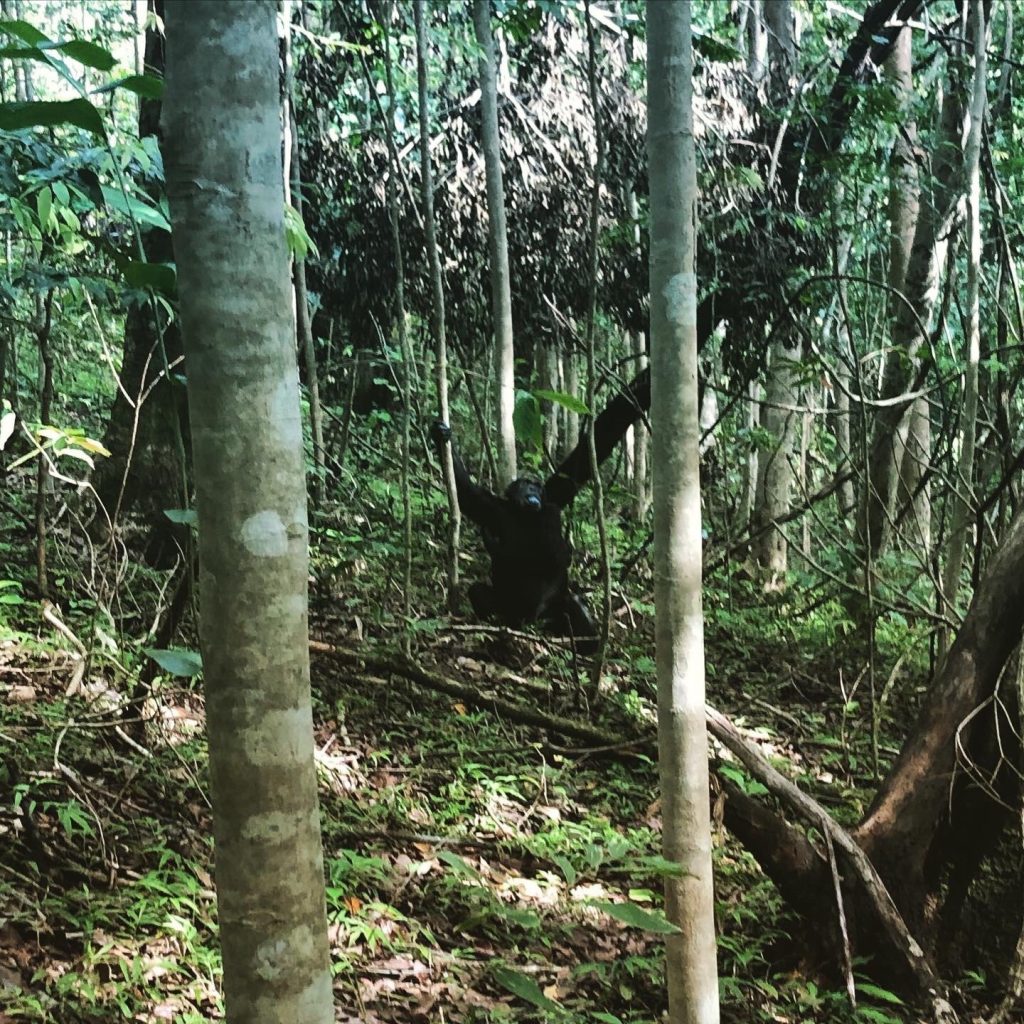 Chimpanzee with arms raised among slender trees, Mahale Mountains National Park, Tanzania