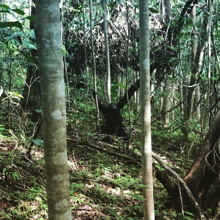 Chimpanzee with arms raised among slender trees, Mahale Mountains National Park, Tanzania