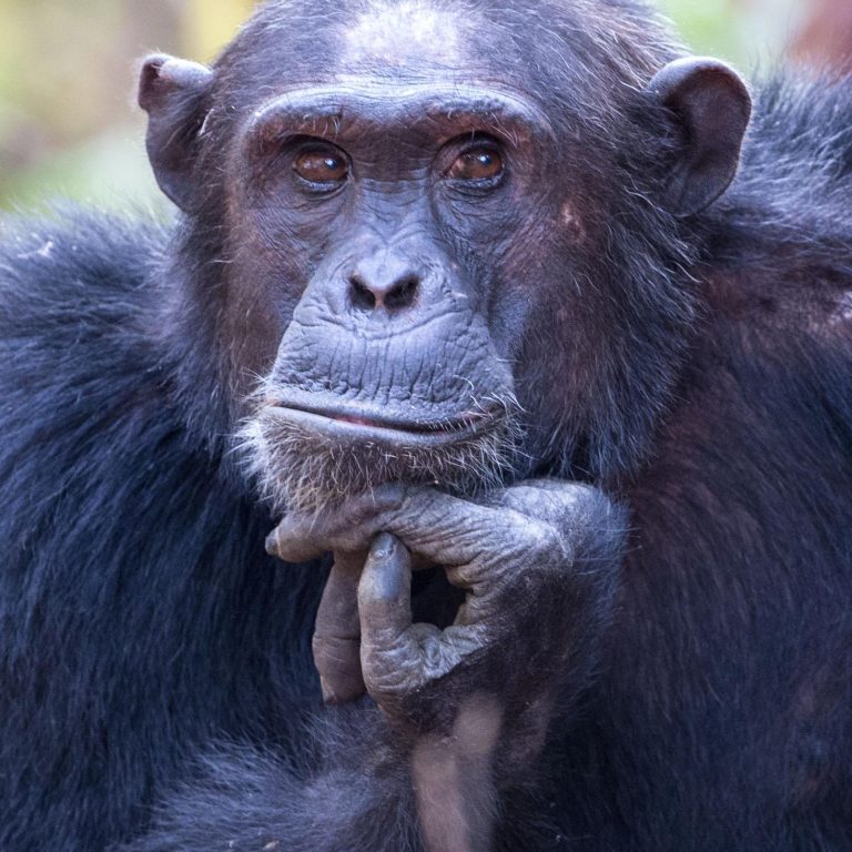 Close portrait of chimpanzee resting chin on hand, Mahale Mountains National Park, Tanzania