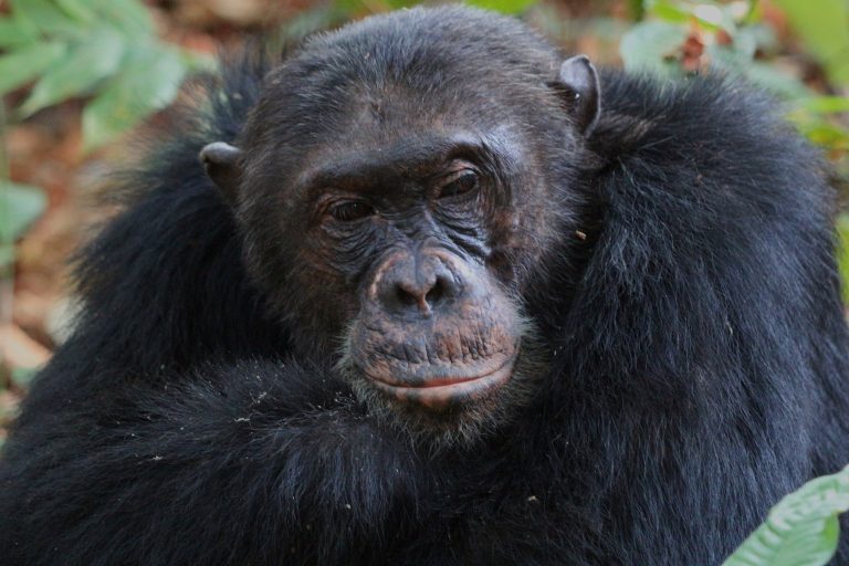 Close up portrait of adult chimpanzee face, Mahale Mountains National Park, Tanzania