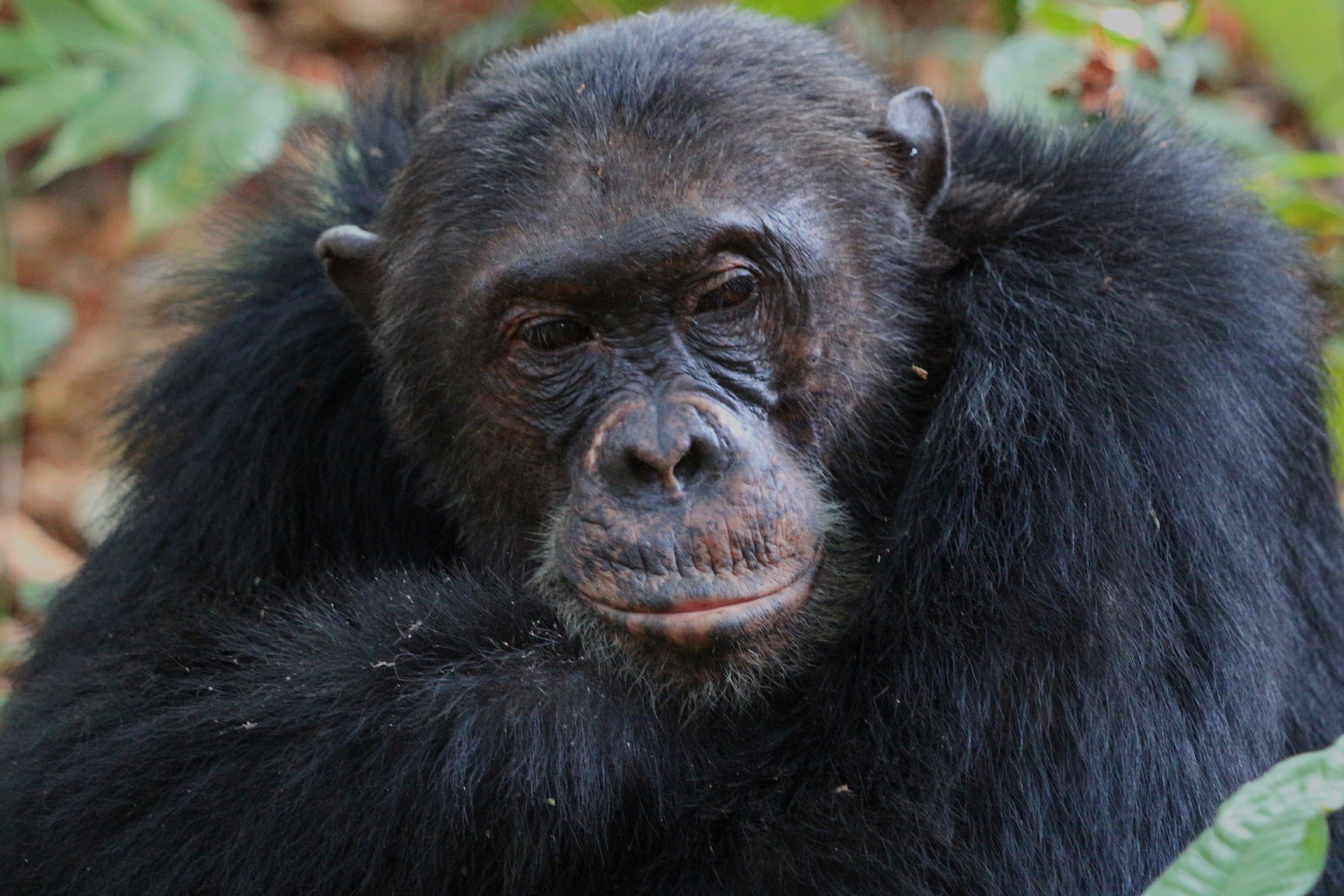 Close-up portrait of an adult chimpanzee in Mahale Mountains National Park