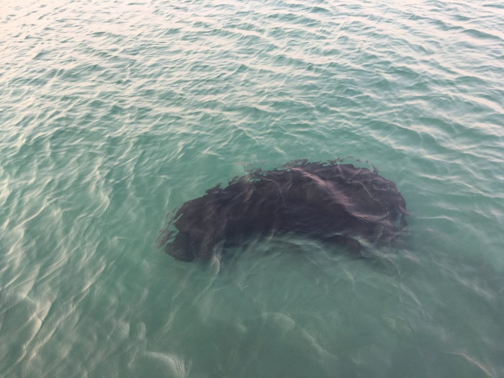 Dark submerged rock in clear green water, Mahale Mountains National Park, Tanzania