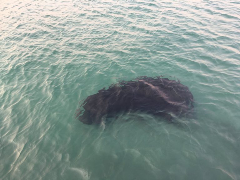 Dark submerged rock in clear green water, Mahale Mountains National Park, Tanzania