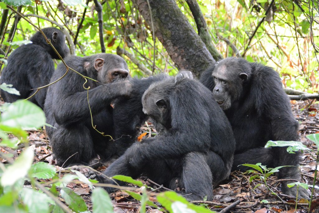 Four chimpanzees grooming on leafy forest floor, Mahale Mountains National Park, Tanzania