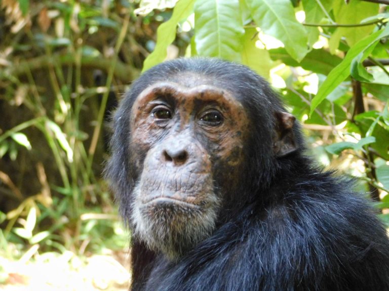 Freckled adult chimpanzee face portrait in sunlight, Mahale Mountains National Park, Tanzania