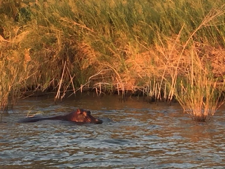 Hippo swimming beside sunlit reeds, Mahale Mountains National Park, Tanzania