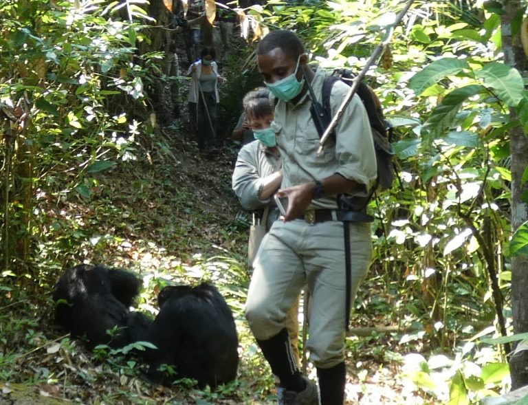 Masked guide and trekkers beside two chimpanzees, Mahale Mountains National Park, Tanzania