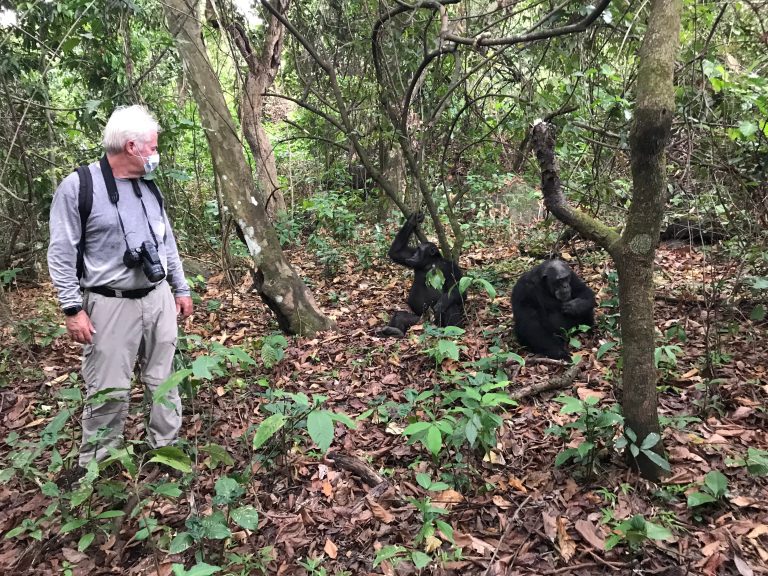 Masked trekker watching two chimpanzees in undergrowth, Mahale Mountains National Park, Tanzania
