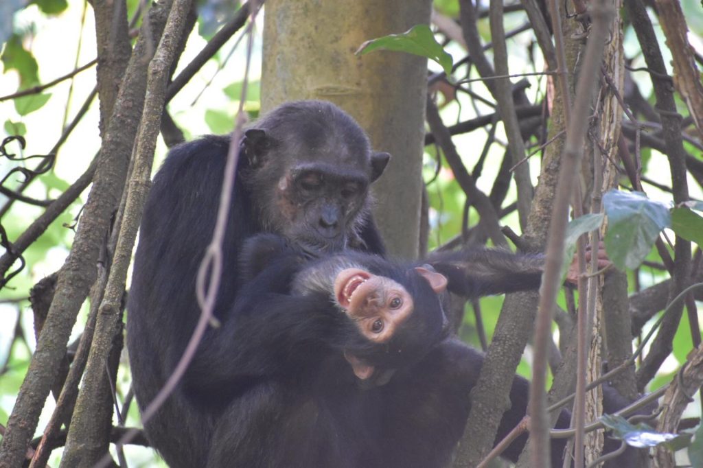 Mother chimpanzee holding grinning infant in tree, Mahale Mountains National Park, Tanzania