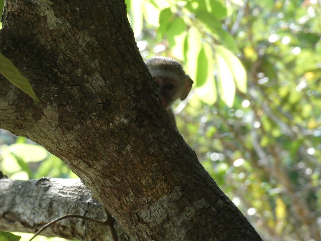 Small grey monkey peering from behind tree trunk, Mahale Mountains National Park, Tanzania