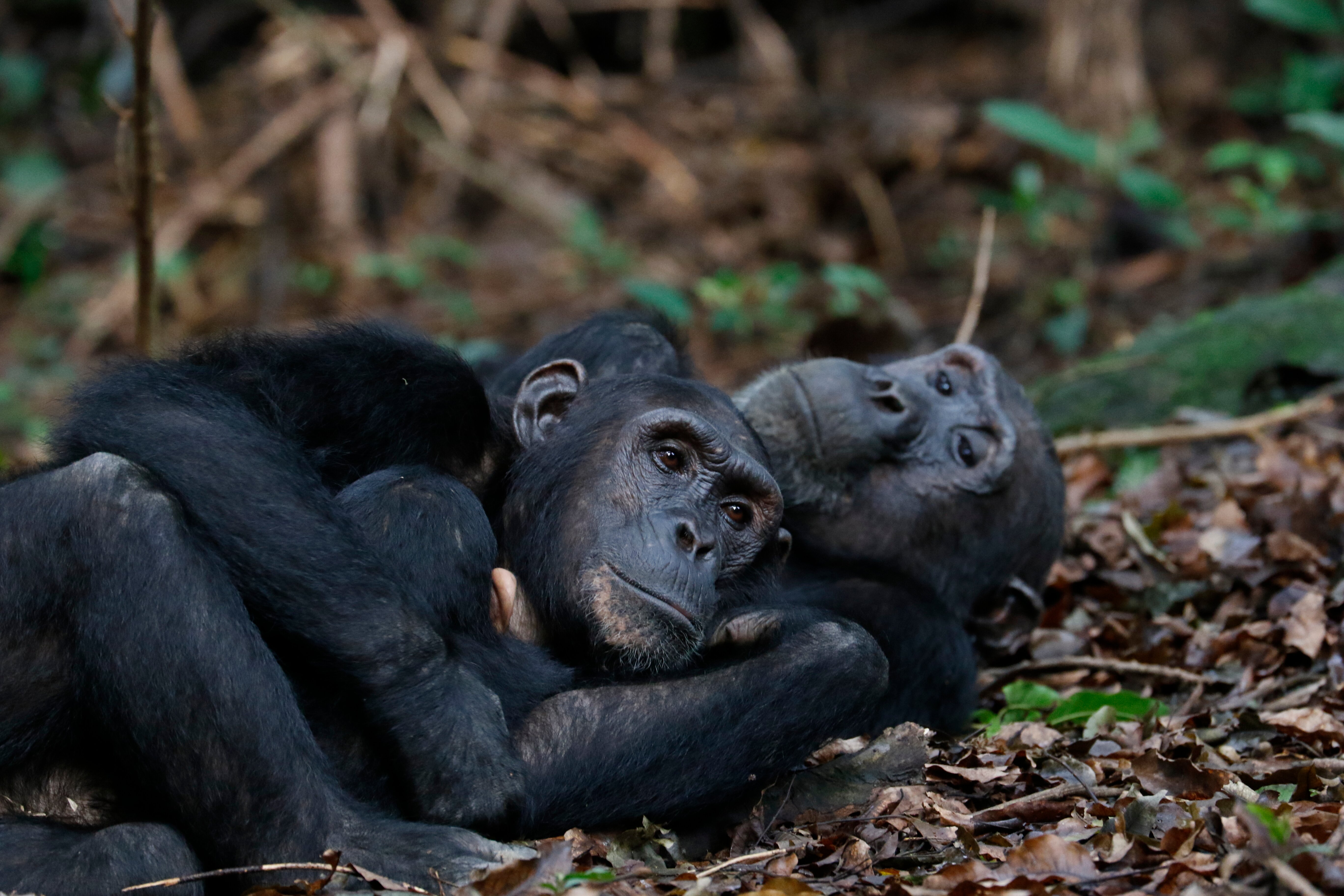 Three chimpanzees resting piled together on the leaf litter