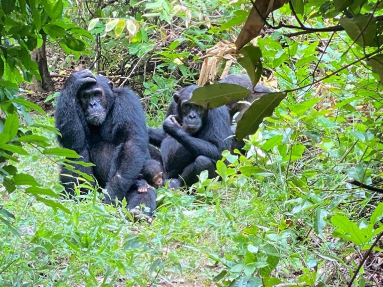 Three chimpanzees resting with infant in undergrowth, Mahale Mountains National Park, Tanzania