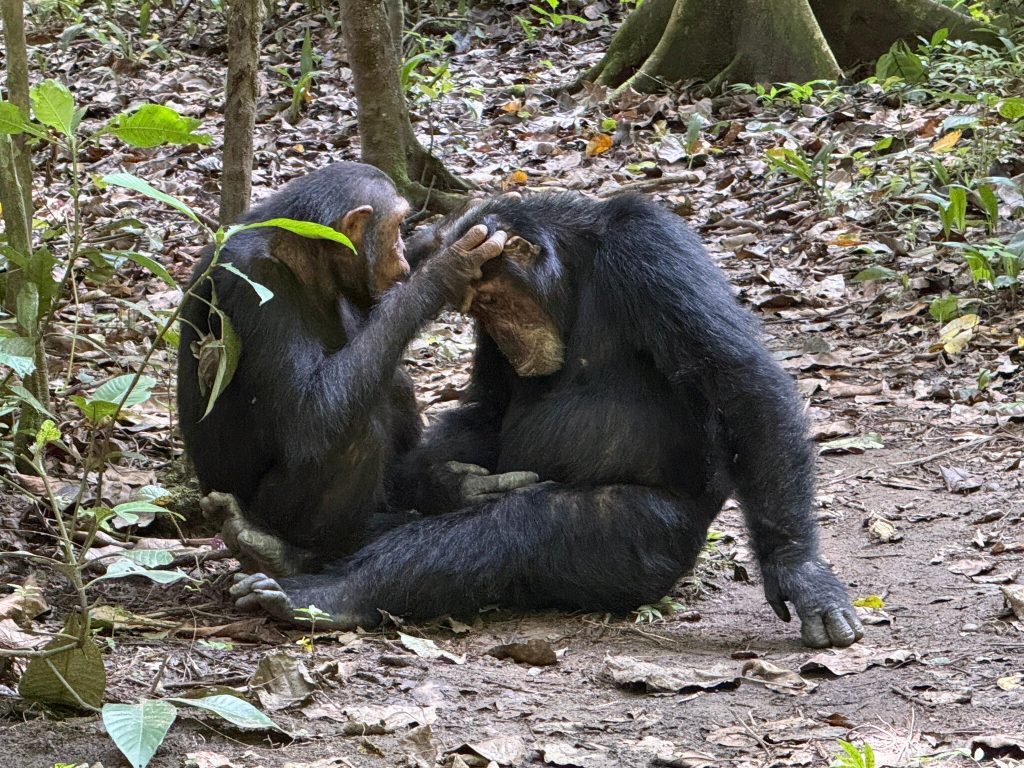 Two chimpanzees grooming on the forest floor, Mahale Mountains National Park, Tanzania