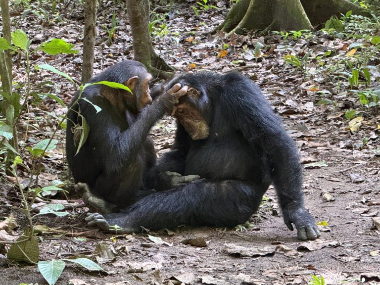 Two chimpanzees grooming on the forest floor, Mahale Mountains National Park, Tanzania