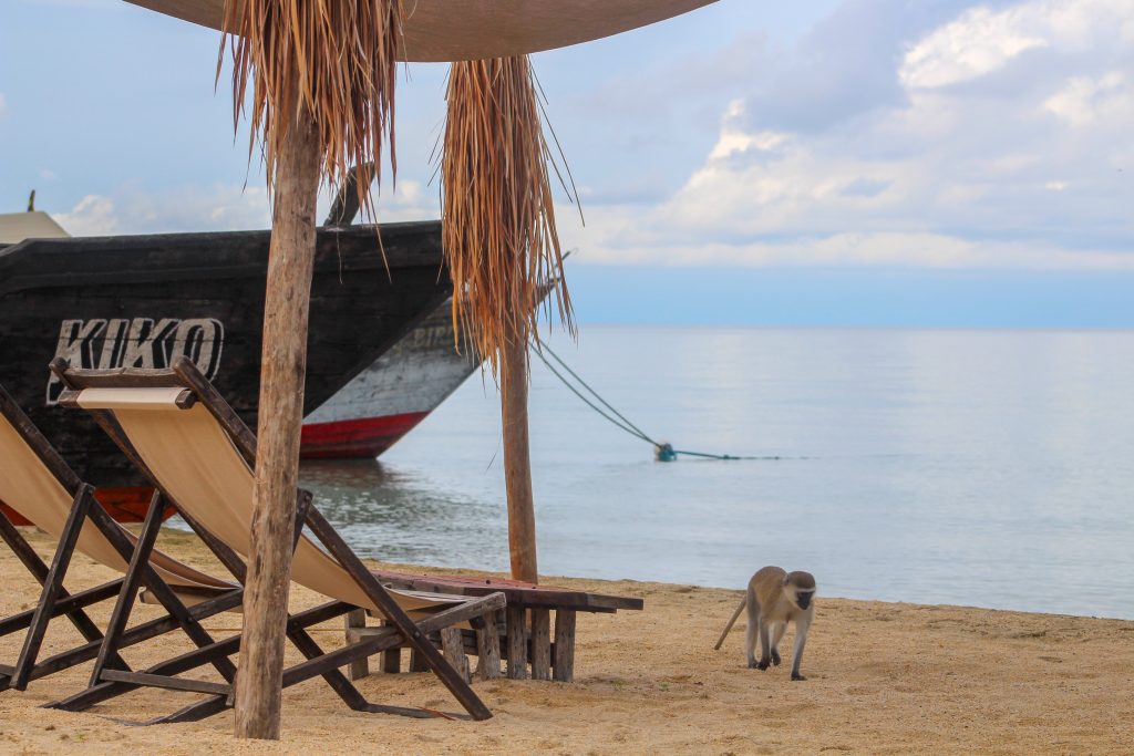 Vervet monkey passing deckchairs beside black boat, Mahale Mountains National Park, Tanzania