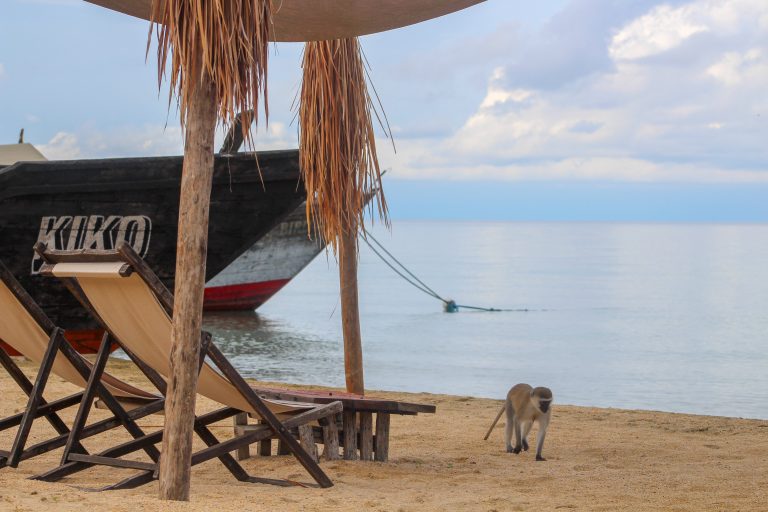 Vervet monkey passing deckchairs beside black boat, Mahale Mountains National Park, Tanzania