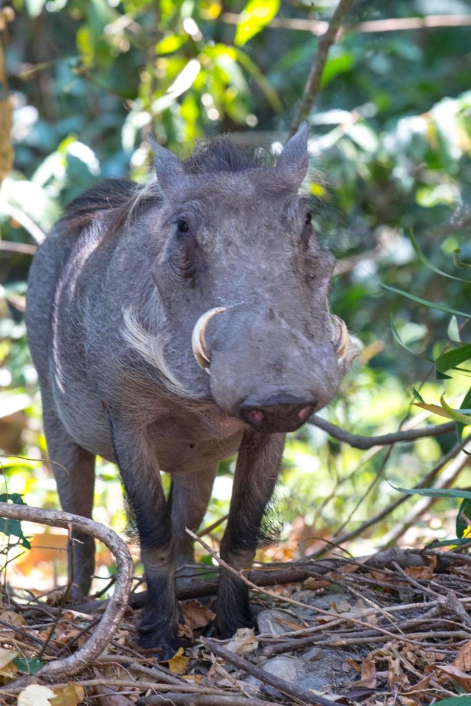 Warthog facing camera among forest branches, Mahale Mountains National Park, Tanzania