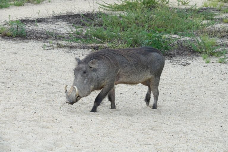 Warthog walking across open sand by green scrub, Mahale Mountains National Park, Tanzania