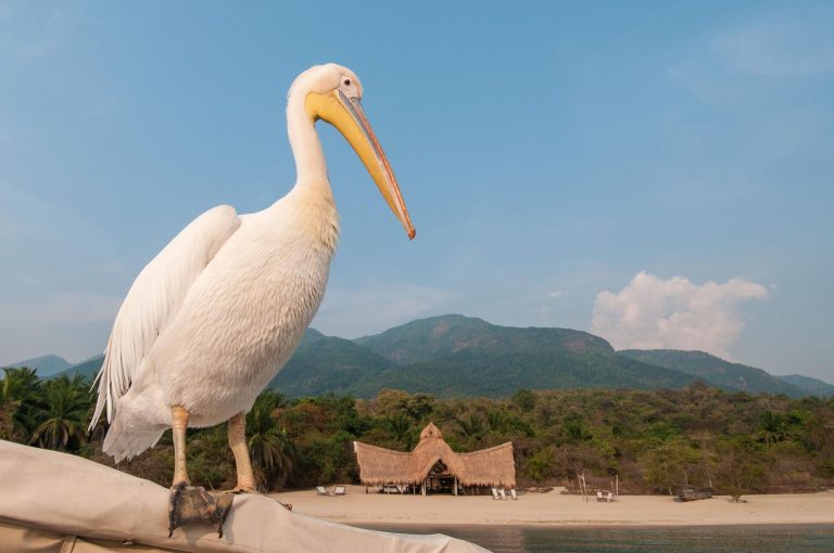 White pelican perched on boat canopy, Mahale Mountains National Park, Tanzania