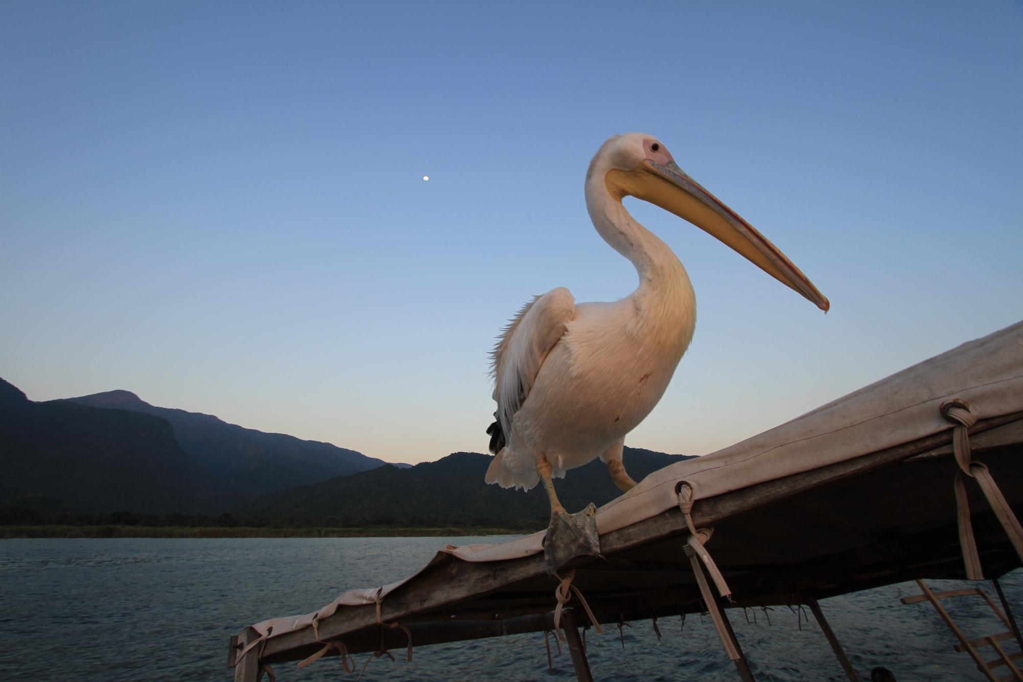 White pelican perched on a dhow spar at dusk with the moon behind