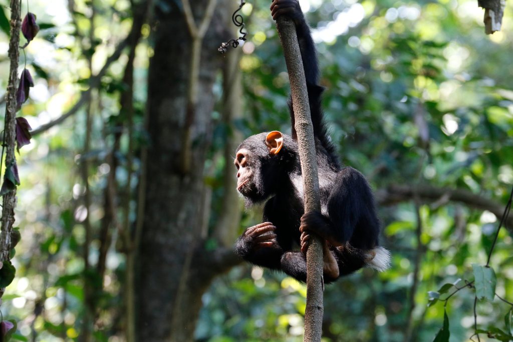 Young chimpanzee climbing thin sapling in sunlit canopy, Mahale Mountains National Park, Tanzania