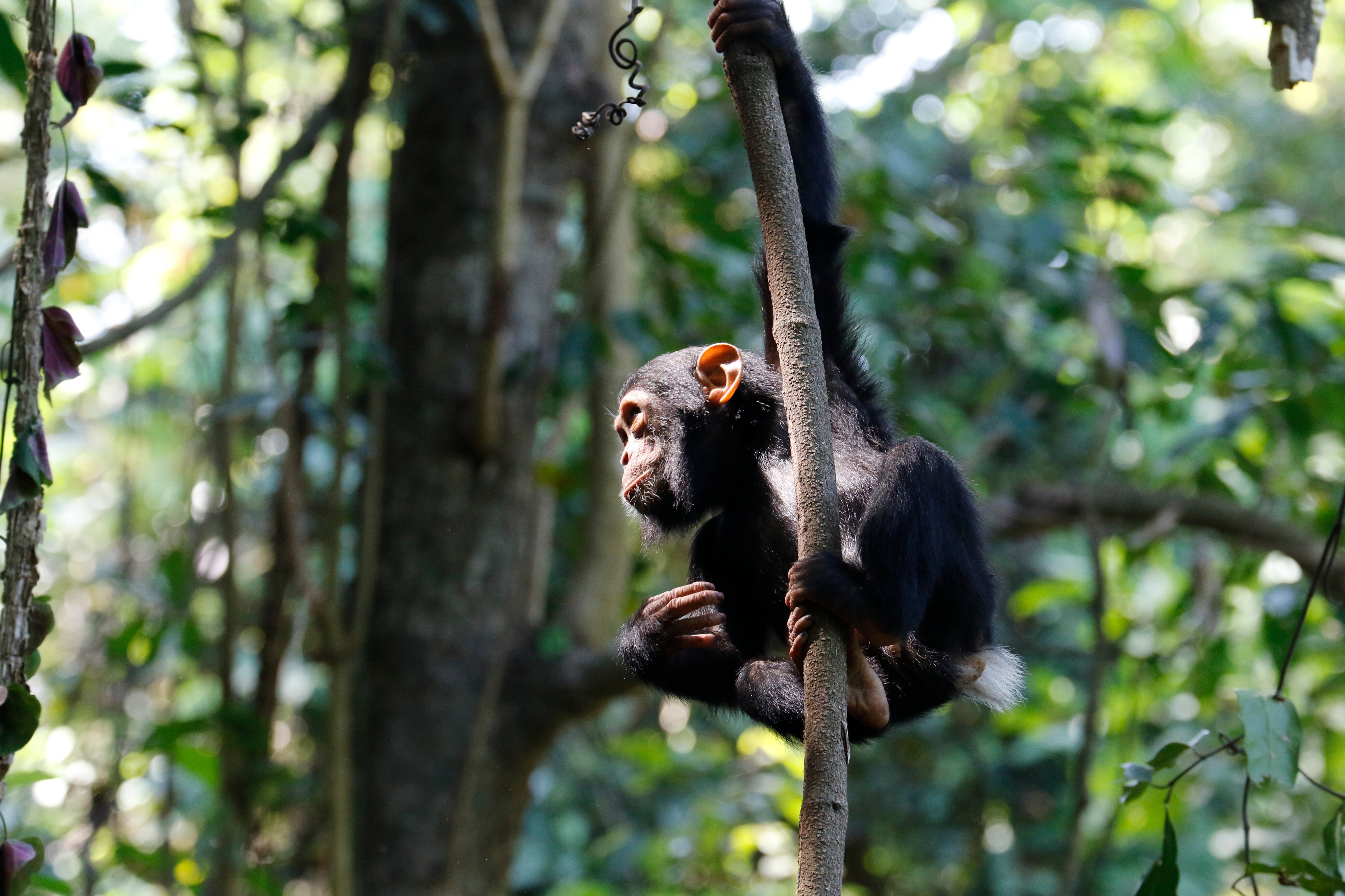 Young chimpanzee climbing a thin sapling in the sunlit canopy